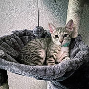 Mia is registered to the contest to win money with this photo: abyssinian, animal, basket, bed, blanket, cat, egyptiancat, furniture, homedecor, kitten, laundry, linen, manx, pet, quilt