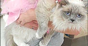 Miah joined the competition — help win amazing prizes! cat, fluffy, blue_eyes, pink_tutu, pet, animal, domestic, feline, costume, person_holding, indoor, cute, unimpressed, fur, mammal, portrait, pink, dress, hands, closeup