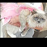 cat, fluffy, blue_eyes, pink_tutu, pet, animal, domestic, feline, costume, person_holding, indoor, cute, unimpressed, fur, mammal, portrait, pink, dress, hands, closeup