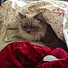 Miah joined the competition — help win amazing prizes! cat, fluffy, bed, blanket, red_fabric, furniture, drawer, indoor, pet, resting, cozy, animal, fur, comfort, home, sleepy, cute, relaxed, domestic, mammal