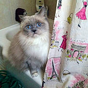 Miah is registered to the contest to win money with this photo: cat, blue_eyes, bathtub, shower_curtain, indoor, pet, furry, curious, bathroom, illustration, pink, white, gray, animal, cute, domestic_cat, portrait, feline, home, decor