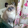 cat, blue_eyes, bathtub, shower_curtain, indoor, pet, furry, curious, bathroom, illustration, pink, white, gray, animal, cute, domestic_cat, portrait, feline, home, decor