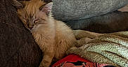 Nala is registered to the contest to win money with this photo: cat, kitten, sleeping, couch, blanket, fabric, floral_pattern, paper, relaxing, indoor, pet, fur, cozy, resting, animal, soft, home, comfort, nap, cute