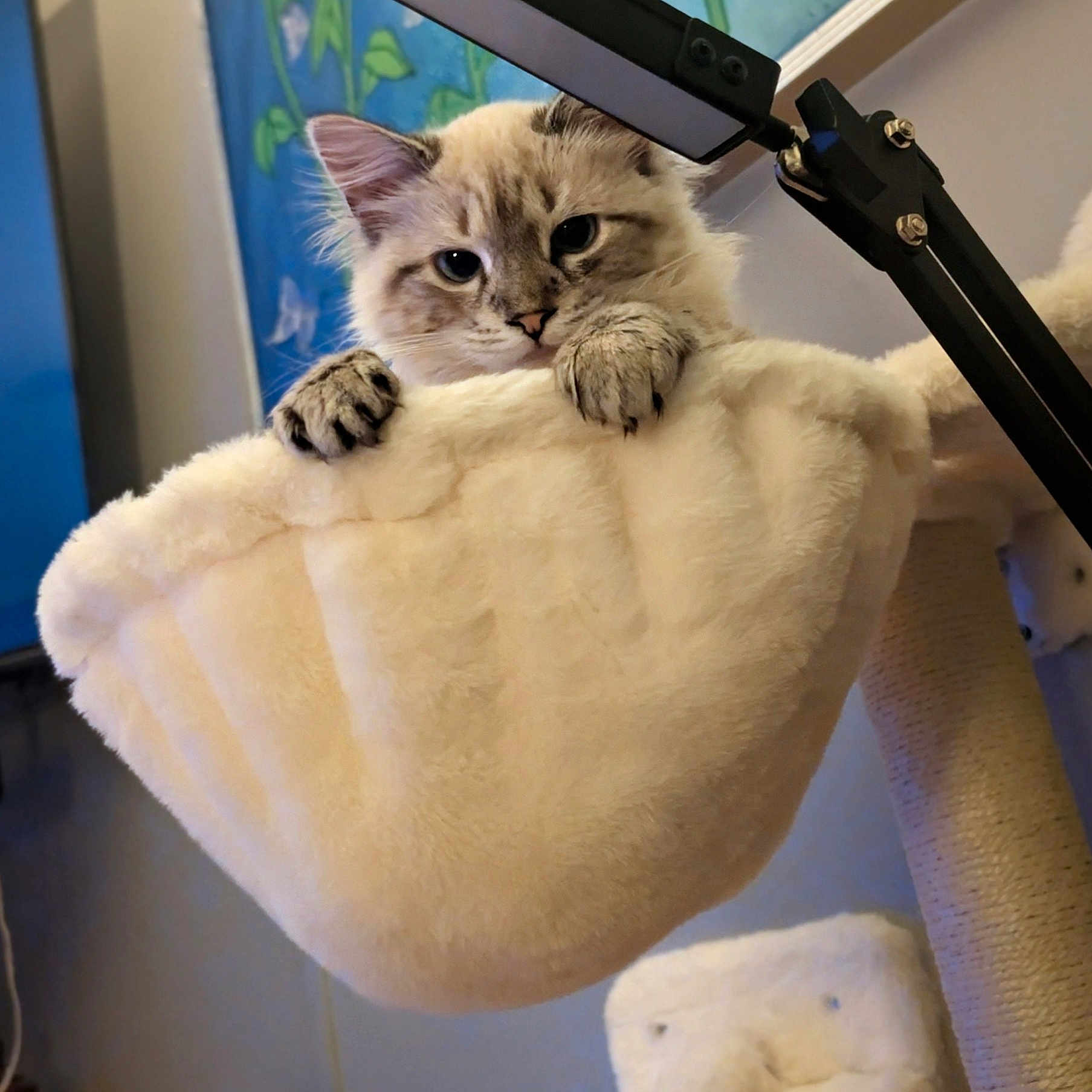 Nala