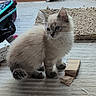 Nala is registered to the contest to win money with this photo: blue_eyes, cat, curious, domestic, ears, feline, floor, fluffy, household_items, indoor, kitten, paper, pet, power_strip, rug, sitting, suitcase, tail, whiskers, young_animal
