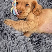 Albon participe au concours pour gagner de l'argent avec cette photo : animal, blanket, brown, closeup, comfort, couch, cute, dog, fluffy, fur, indoors, lying_down, pet, playful, puppy, relaxed, resting, soft, toy, young