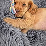 animal, blanket, brown, closeup, comfort, couch, cute, dog, fluffy, fur, indoors, lying_down, pet, playful, puppy, relaxed, resting, soft, toy, young