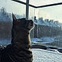 cat, feline, pet, snow, winter, balcony, harness, collar, whiskers, profile, silhouette, glass_panel, condensation, outdoor, cold, sunlight, shadow, tabby, striped_fur, window