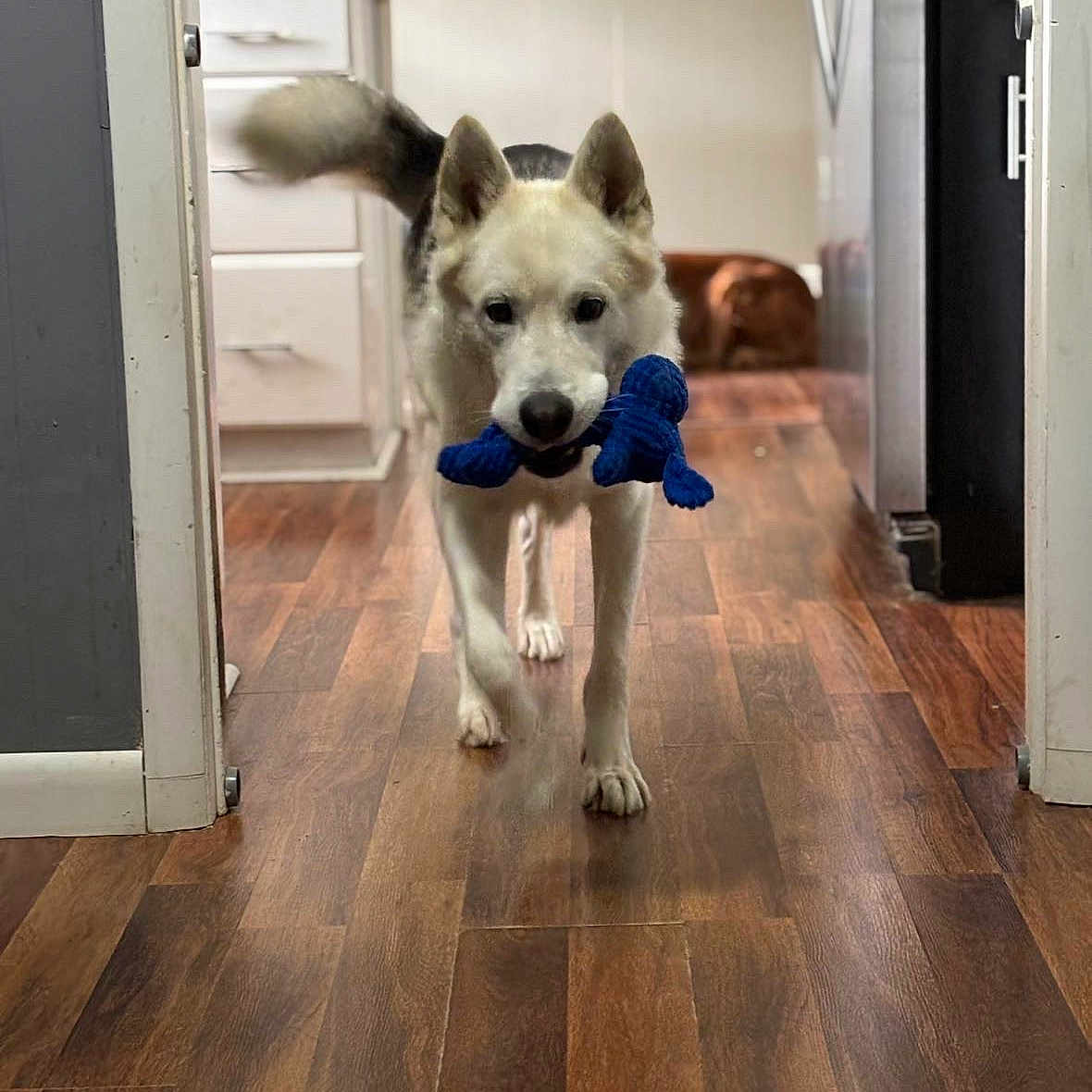 Von is registered to the contest to win money with this photo: animal, background, canine, companion, cute, dog, domestic, focused, fur, hallway, home, indoor, living_space, loyal, pet, playful, toy, two_dogs, walking, wooden_floor