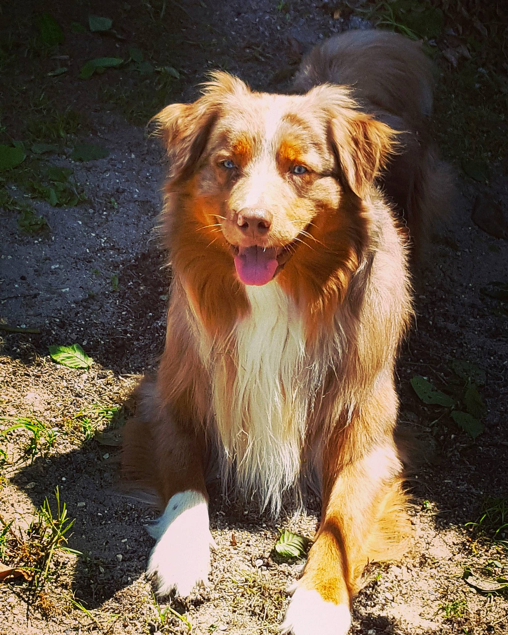 Maxx a rejoint le concours — aidez-le/la à gagner de superbes lots ! aidi, australian_collie, australian_shepherd, basque_shepherd_dog, border_collie, canidae, carnivore, companion_dog, dog, dog_breed, english_shepherd, mammal, miniature_australian_shepherd, rare_breed_dog, small_greek_domestic_dog, sporting_group, vertebrate, welsh_sheepdog, working_dog