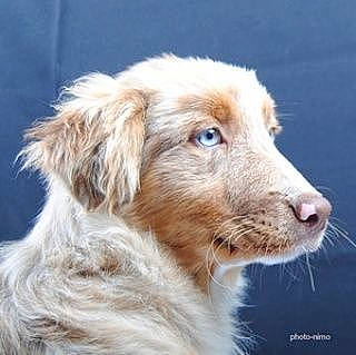 Maxx a rejoint le concours — aidez-le/la à gagner de superbes lots ! australian_shepherd, canidae, carnivore, companion_dog, dog, dog_breed, golden_retriever, istrian_coarse_haired_hound, mammal, nova_scotia_duck_tolling_retriever, retriever, snout, sporting_group, vertebrate