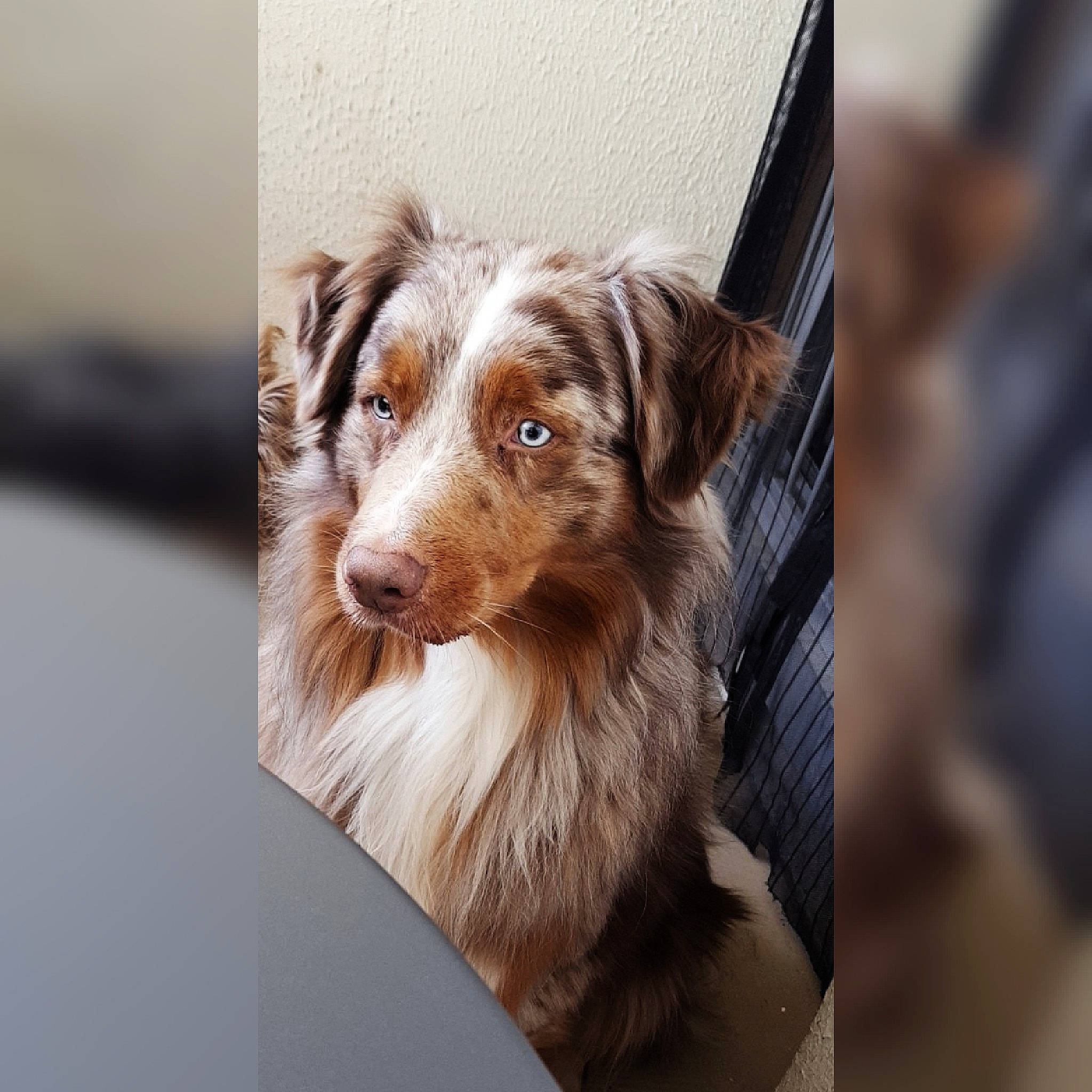 Maxx participe au concours pour gagner de l'argent avec cette photo : australian_shepherd, border_collie, canidae, carnivore, companion_dog, dog, dog_breed, ear, mammal, miniature_australian_shepherd, puppy, rare_breed_dog, sporting_group, vertebrate, working_dog