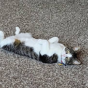 Henry joined the competition — help win amazing prizes! cat, tabby, white, pet, animal, lying_down, carpet, indoor, collar, fur, cute, relaxed, paws, whiskers, ears, eyes, floor, domestic, feline, resting