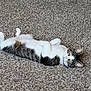 cat, tabby, white, pet, animal, lying_down, carpet, indoor, collar, fur, cute, relaxed, paws, whiskers, ears, eyes, floor, domestic, feline, resting