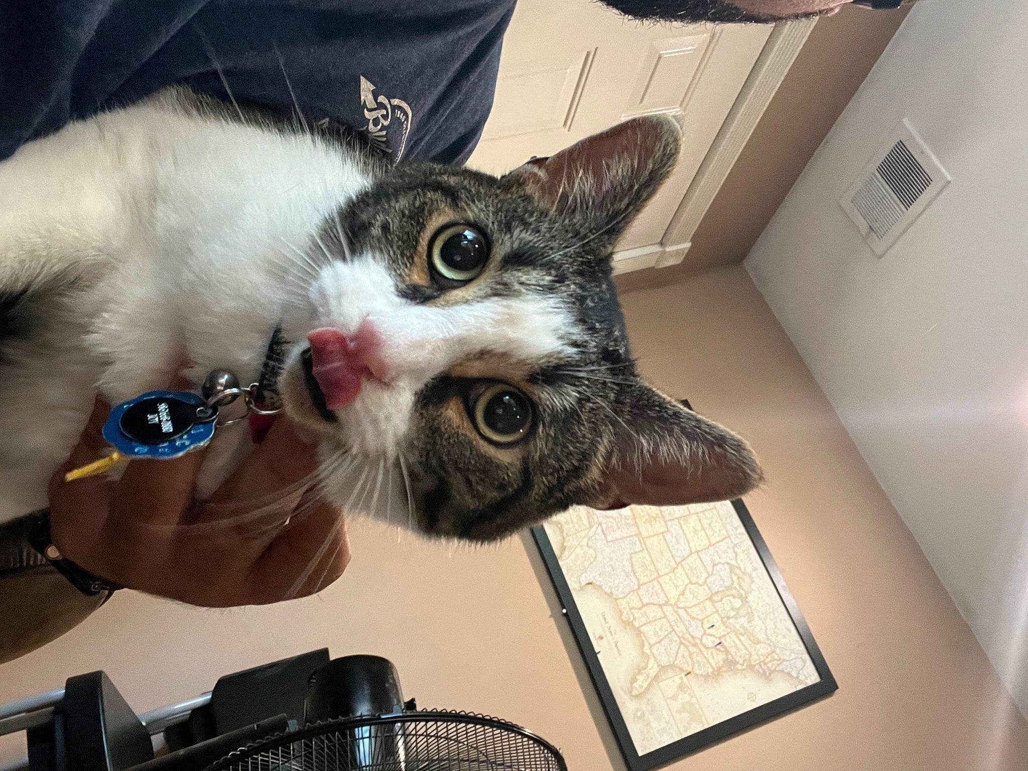 Henry is registered to the contest to win money with this photo: carnivore, cat, claw, comfort, domestic_short_haired_cat, eyewear, felidae, fur, lap, paw, small_to_medium_sized_cats, snout, tail, whiskers