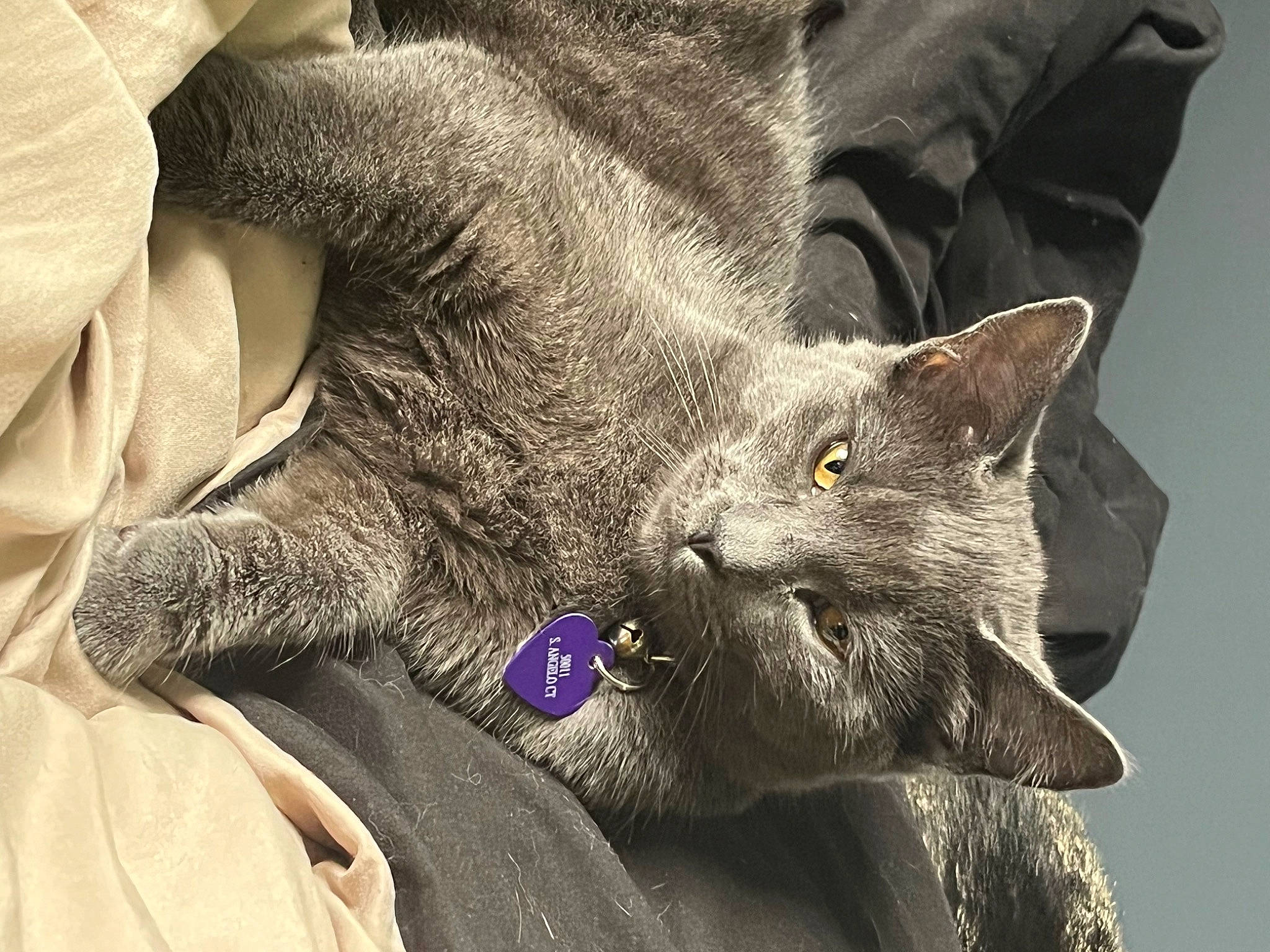 Daisy joined the competition — help win amazing prizes! carnivore, cat, claw, comfort, domestic_short_haired_cat, electric_blue, felidae, foot, fur, gesture, grey, nap, paw, russian_blue, small_to_medium_sized_cats, tail, terrestrial_animal, whiskers, wildlife