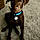 Toby