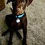 dog, puppy, brown_dog, collar, blue_collar, pet, indoor, carpet, sitting, cute, animal, young_dog, looking_up, ears, nose, eyes, floor, fur, domestic_animal, companion