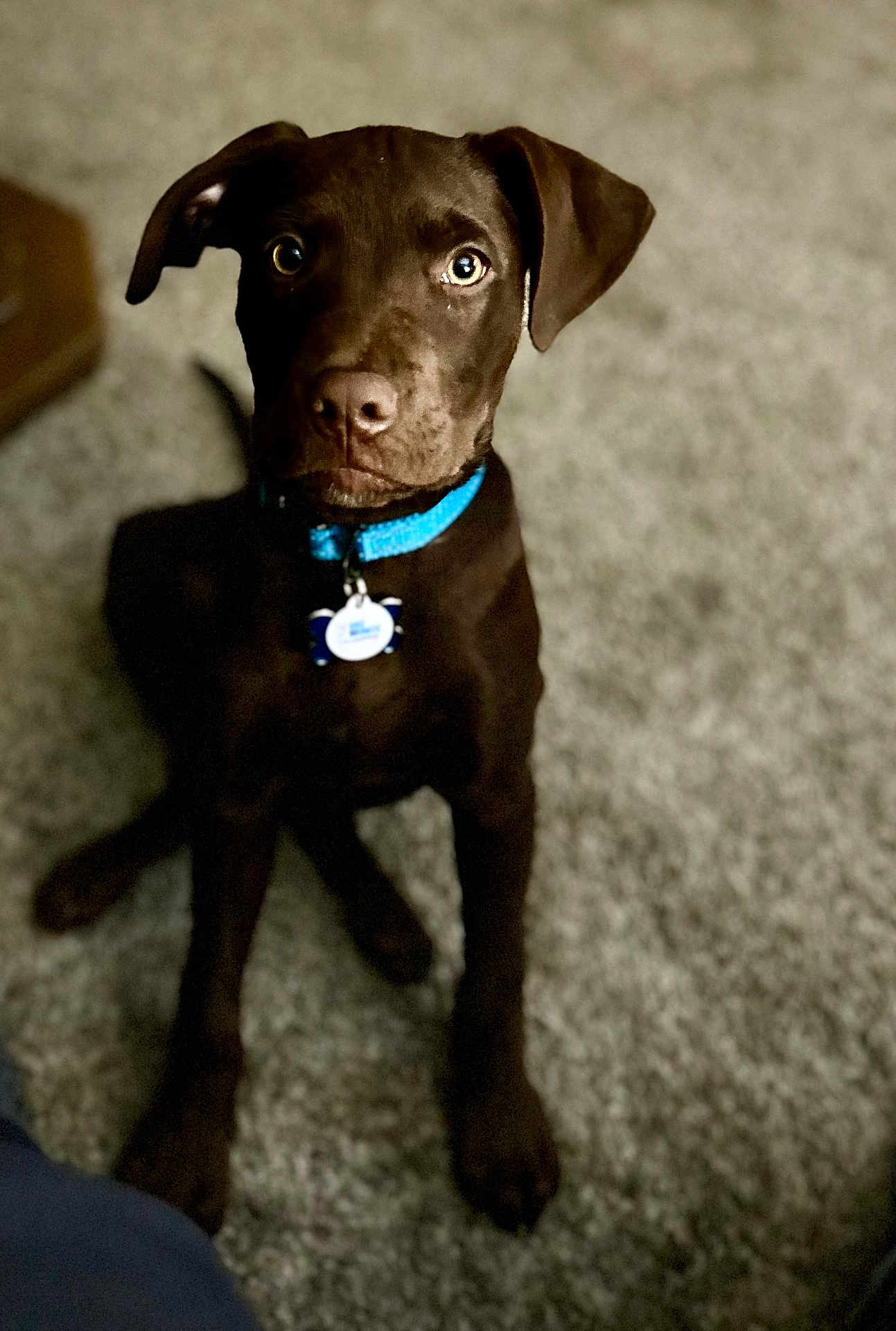 Toby