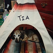 Tia is registered to the contest to win money with this photo: animal, bedroom, black, blanket, brown, canine, comfort, cozy, cute, dog, floor, furniture, home, indoor, pet, relaxed, resting, small_dog, striped, tent