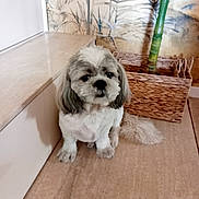 Scouby participe au concours pour gagner de l'argent avec cette photo : animal, basket, calm, companion, cute, decor, dog, domestic, floor, fur, groomed, home, indoor, pet, plant, quiet, sitting, small_dog, tile_floor, wallpaper