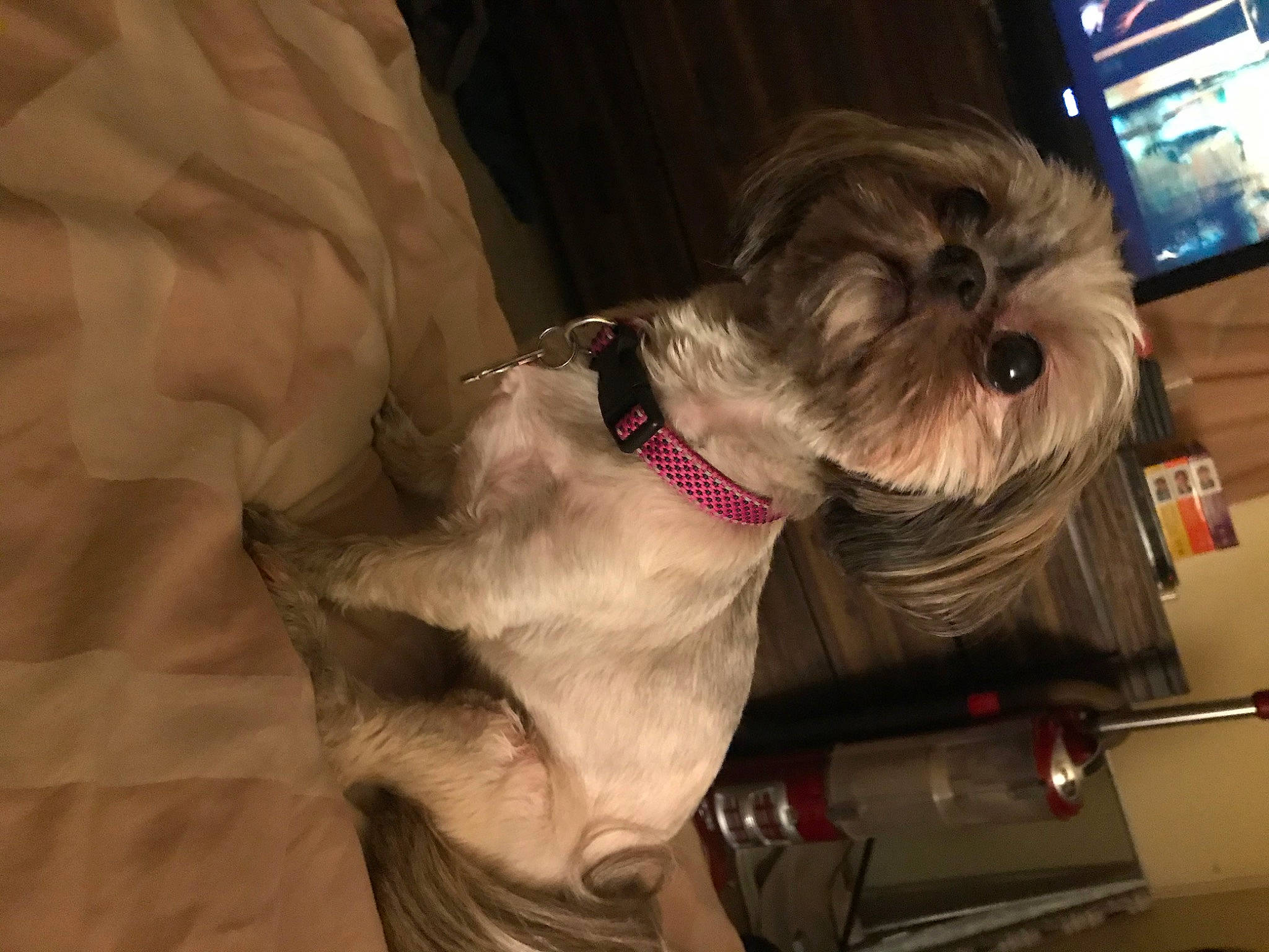 Chloe is registered to the contest to win money with this photo: canidae, carnivore, companion_dog, dog, dog_breed, griffon_bruxellois, lhasa_apso, lowchen, mammal, miniature_schnauzer, morkie, non_sporting_group, rare_breed_dog, schnauzer, schnoodle, shih_tzu, snout, sporting_group, standard_schnauzer, toy_dog