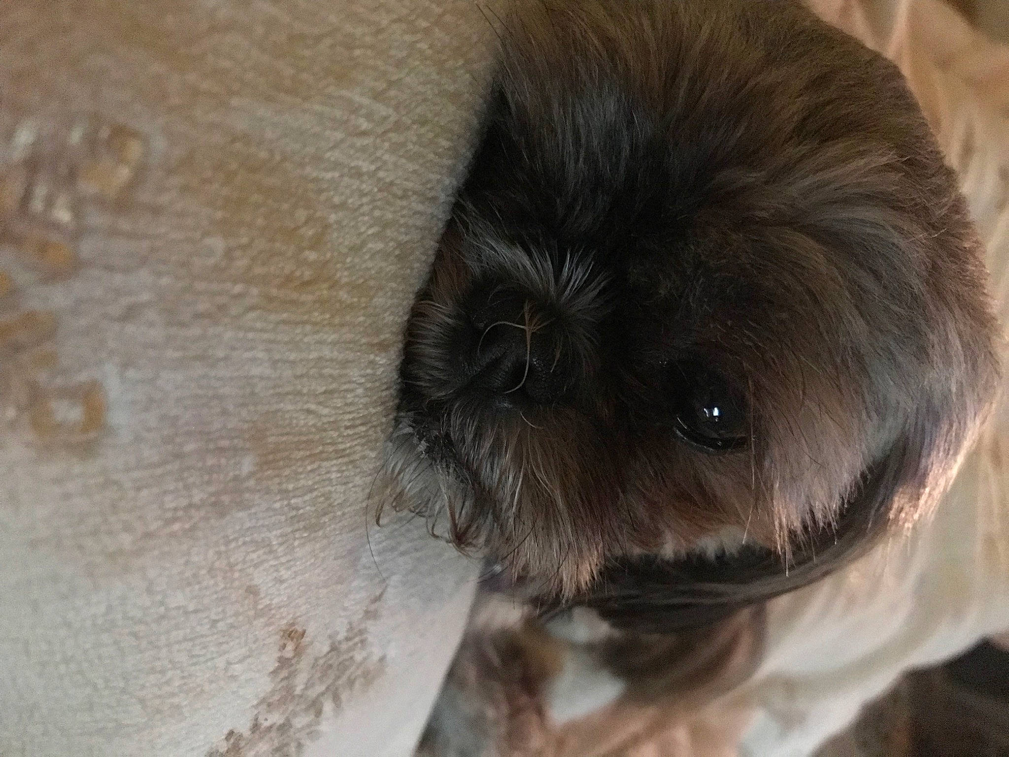 Chloe joined the competition — help win amazing prizes! canidae, carnivore, close_up, companion_dog, dog_breed, ear, eye, fawn, fur, hair, head, insect, iris, nose, rodent, snout, sporting_group, terrestrial_animal, whiskers, working_animal