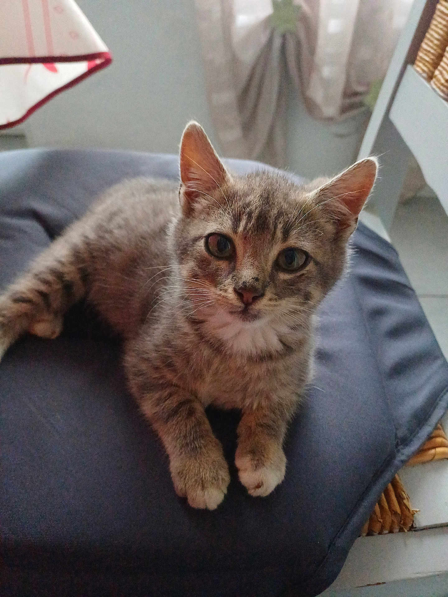 Aiko participe au concours pour gagner de l'argent avec cette photo : kitten, cat, tabby, indoor, cushion, pet, animal, feline, fur, whiskers, ears, face, cute, young, resting, looking, closeup, soft_light, home, cozy