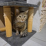 Aiko a rejoint le concours — aidez-le/la à gagner de superbes lots ! cat, tabby, scratching_post, carpet, floor, indoor, pet, animal, feline, whiskers, ears, tail, paws, home, stone_wall, tile_floor, curious, sitting, furniture, cozy