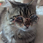 Zeus participe au concours pour gagner de l'argent avec cette photo : cat, glasses, tabby, fluffy, whiskers, ears, nose, eyes, fur, pet, indoor, closeup, portrait, cute, animal, mammal, face, relaxed, lying_down, accessory