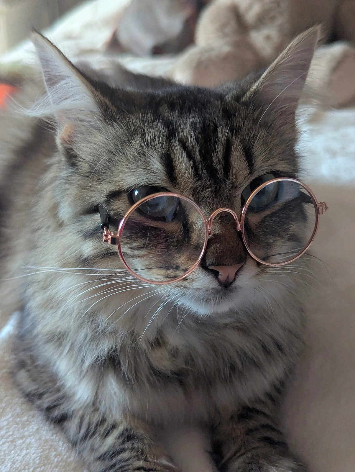 Zeus participe au concours pour gagner de l'argent avec cette photo : cat, glasses, tabby, fluffy, whiskers, ears, nose, eyes, fur, pet, indoor, closeup, portrait, cute, animal, mammal, face, relaxed, lying_down, accessory