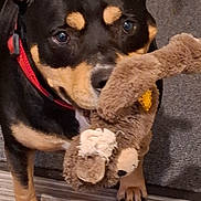 Aygo participe au concours pour gagner de l'argent avec cette photo : dog, toy, stuffed_animal, red_collar, wooden_floor, carpet, pet, playful, close_up, black_and_tan, canine, indoor, paw, animal, fur, face, pet_toy, domestic_animal, cute, companion