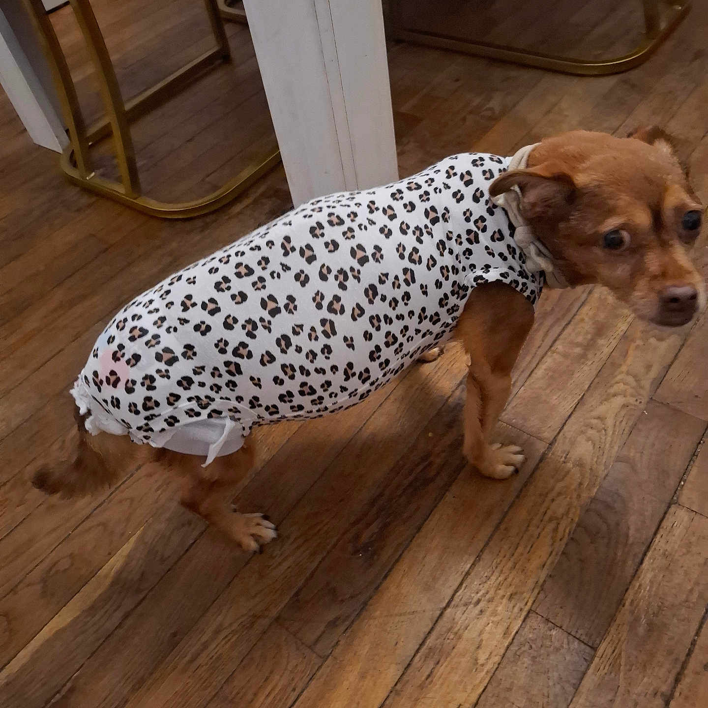 Teixeira Molly a rejoint le concours — aidez-le/la à gagner de superbes lots ! animal, brown, canine, chair_legs, clothing, costume, curious, dog, domestic_animal, ears, floor, furniture, indoor, leopard_print, looking_back, pet, small_dog, standing, tail, wooden_floor