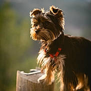 Lisca a rejoint le concours — aidez-le/la à gagner de superbes lots ! dog, small_dog, outdoor, wood, log, sunlight, fur, pet, animal, nature, blurred_background, harness, standing, portrait, daylight, closeup, brown_fur, black_fur, ears, snout