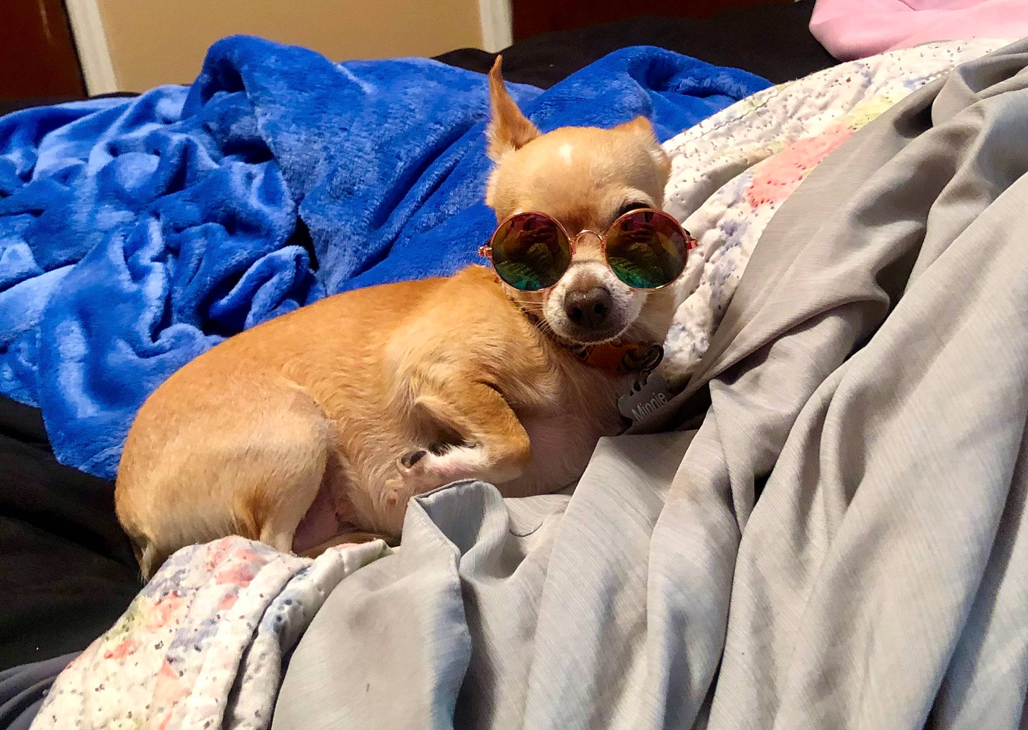 Minnie joined the competition — help win amazing prizes! canidae, carnivore, chihuahua, comfort, companion_dog, dog, dog_breed, dog_supply, eyewear, fawn, glasses, goggles, hat, linens, snout, sporting_group, sunglasses, toy_dog, vision_care, whiskers