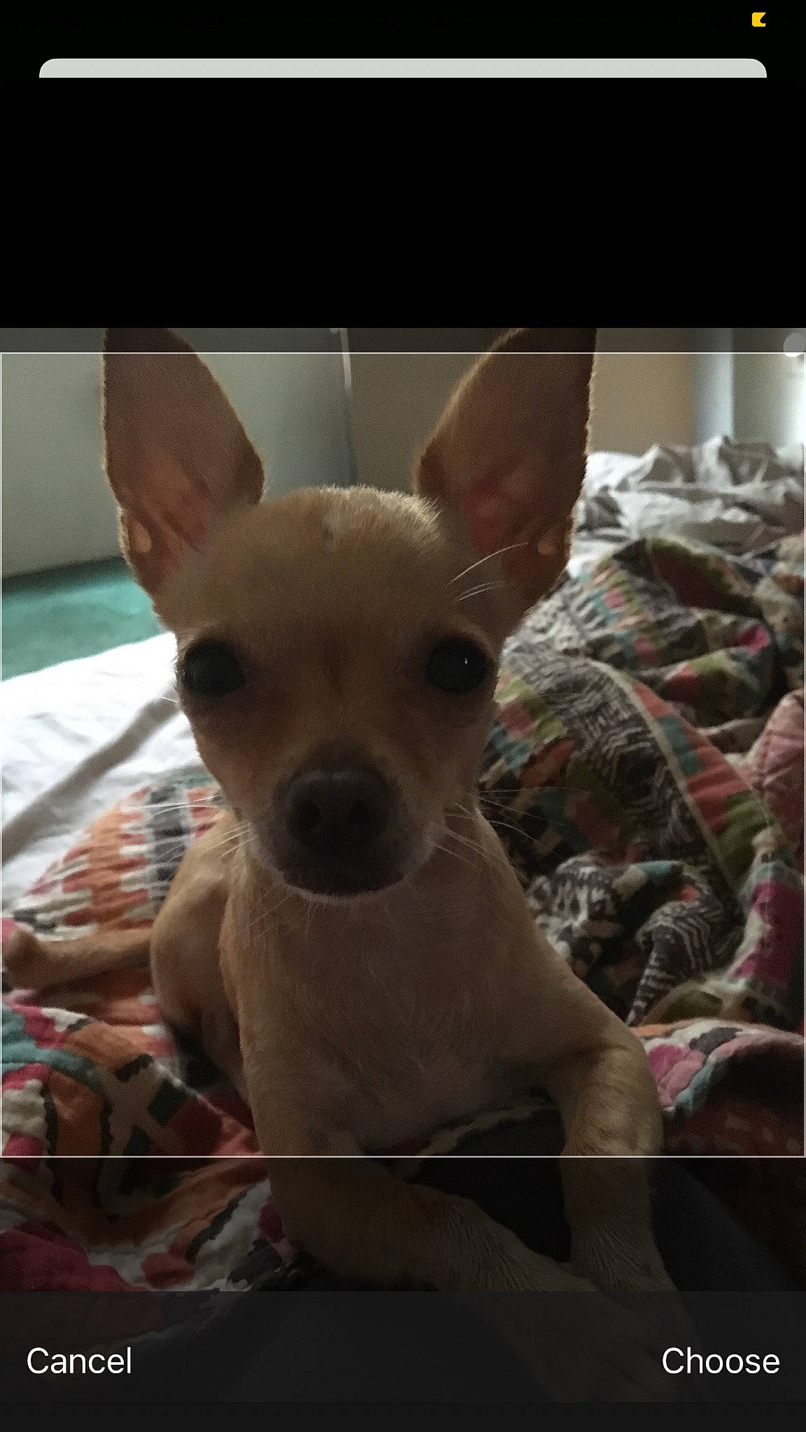 Minnie joined the competition — help win amazing prizes! canidae, carnivore, chihuahua, comfort, companion_dog, corgi_chihuahua, dog, dog_breed, dog_supply, ear, fawn, fur, non_sporting_group, puppy, sporting_group, terrestrial_animal, toy_dog, whiskers, working_animal