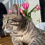 cat, tabby_cat, green_eyes, fur, whiskers, paw, table, wood, flower, tulip, pink_flower, indoor, home, staircase, door, plant, relaxed, close_up, pet, animal