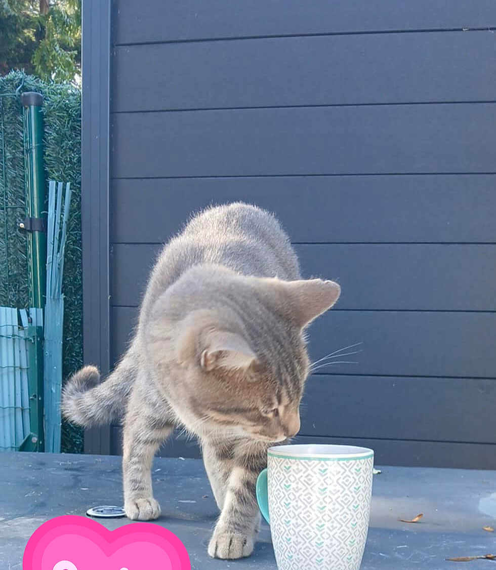 Poupouche participe au concours pour gagner de l'argent avec cette photo : cat, tabby_cat, mug, table, outdoor, curious, animal, pet, feline, sniffing, patterned_mug, grey_cat, green_foliage, modern_wall, quiet_moment, daylight, whiskers, paws, tail, domestic_animal