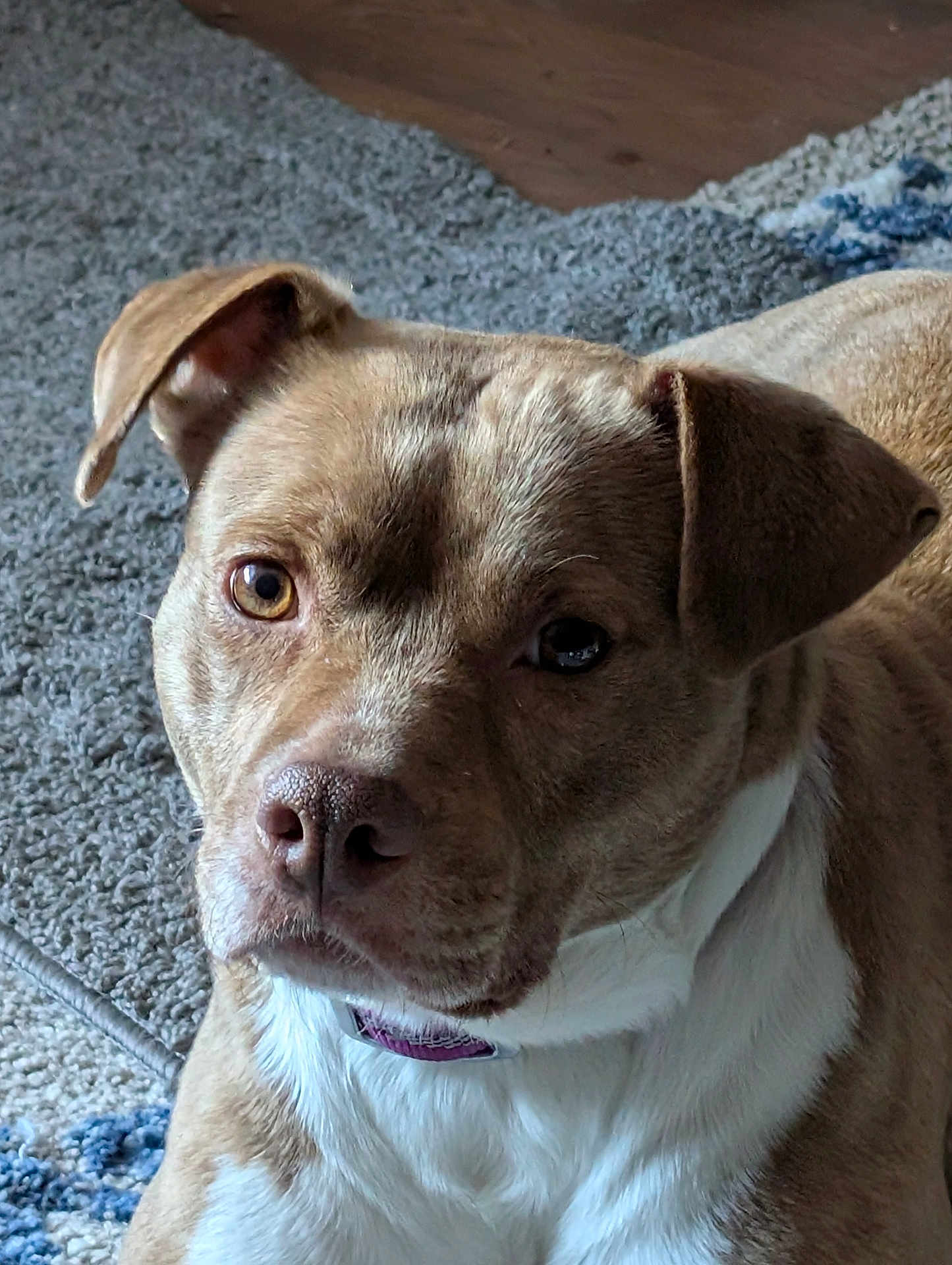 Lili