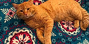 Sherbert is registered to the contest to win money with this photo: animal, blanket, cat, comfortable, cozy, cute, domestic_cat, ears, feline, floral_pattern, fur, indoor, lying_down, orange_cat, patterned_blanket, pet, relaxed, resting, tabby, whiskers