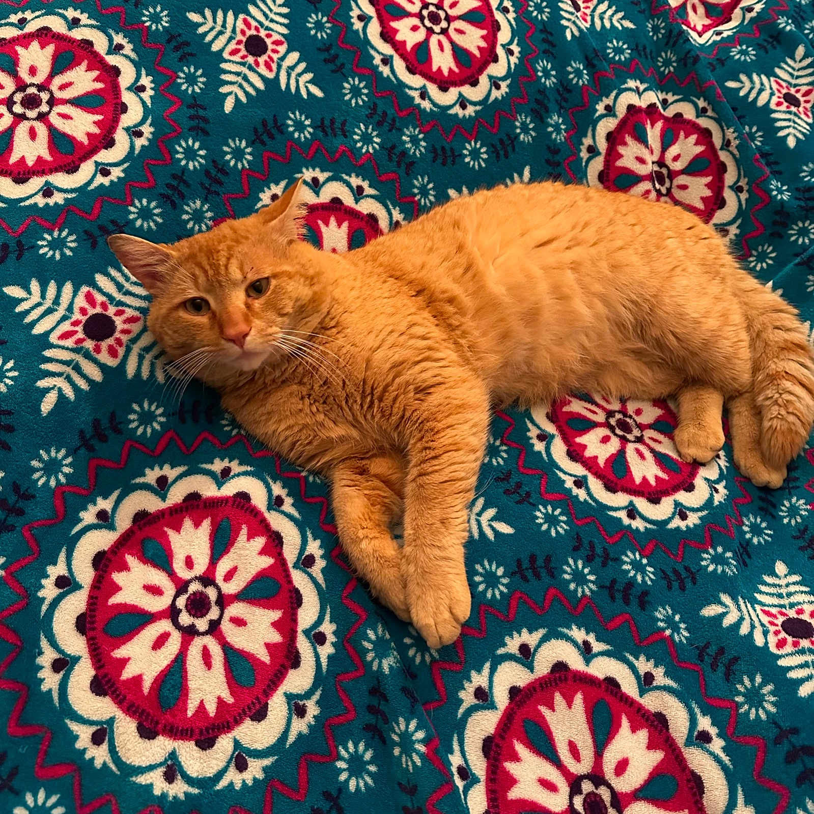 Sherbert is registered to the contest to win money with this photo: animal, blanket, cat, comfortable, cozy, cute, domestic_cat, ears, feline, floral_pattern, fur, indoor, lying_down, orange_cat, patterned_blanket, pet, relaxed, resting, tabby, whiskers