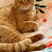 Sherbert is registered to the contest to win money with this photo: animal, blanket, cat, comfort, cozy, cute, domestic_cat, feline, floral_pattern, fluffy, fur, indoor, orange_tabby, paws, pet, relaxed, resting, sleepy, tail, whiskers