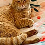 animal, blanket, cat, comfort, cozy, cute, domestic_cat, feline, floral_pattern, fluffy, fur, indoor, orange_tabby, paws, pet, relaxed, resting, sleepy, tail, whiskers