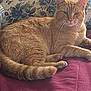 Sherbert is registered to the contest to win money with this photo: animal, blanket, cat, closeup, couch, cozy, domestic_cat, ears, feline, floral_pattern, fur, indoor, orange_tabby, pet, pillow, relaxed, resting, sleepy, striped_tail, whiskers