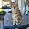 cat, tabby, pet, animal, feline, striped_fur, green_eyes, whiskers, ears, sitting, portrait, outdoor, balcony, patio, table, plants, apartment, building, daylight, photography
