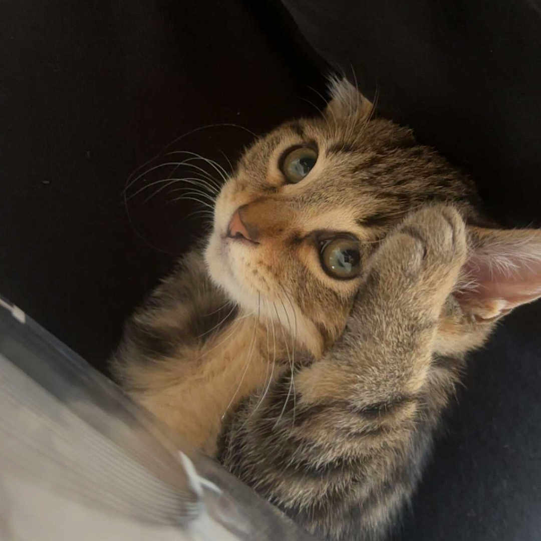Tigrou