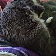 Magic joined the competition — help win amazing prizes! cat, gray_cat, white_paw, curled_up, sleeping, furry, pet, indoor, blanket, purple_blanket, cozy, relaxed, animal, fur, resting, close_up, soft_texture, domestic_cat, paw, mammal
