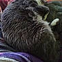 cat, gray_cat, white_paw, curled_up, sleeping, furry, pet, indoor, blanket, purple_blanket, cozy, relaxed, animal, fur, resting, close_up, soft_texture, domestic_cat, paw, mammal