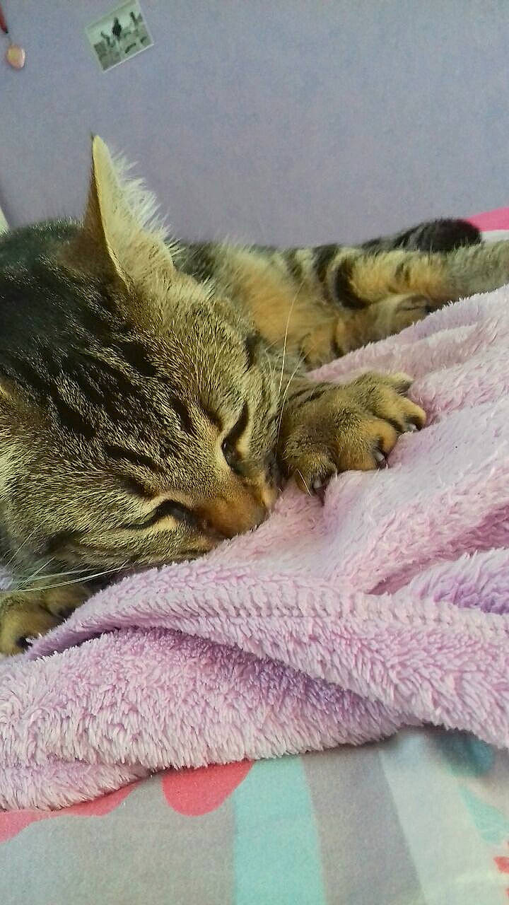 Mina participe au concours pour gagner de l'argent avec cette photo : carnivore, cat, claw, close_up, comfort, domestic_short_haired_cat, eye, fawn, felidae, fur, linens, magenta, pattern, paw, small_to_medium_sized_cats, snout, tail, textile, whiskers, wool