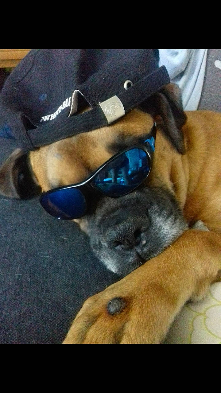 Gedeon participe au concours pour gagner de l'argent avec cette photo : baseball_cap, cap, carnivore, comfort, companion_dog, costume_hat, dog, dog_breed, eyewear, fawn, fedora, glasses, hat, personal_protective_equipment, pet_supply, snout, sporting_group, sun_hat, sunglasses, working_animal